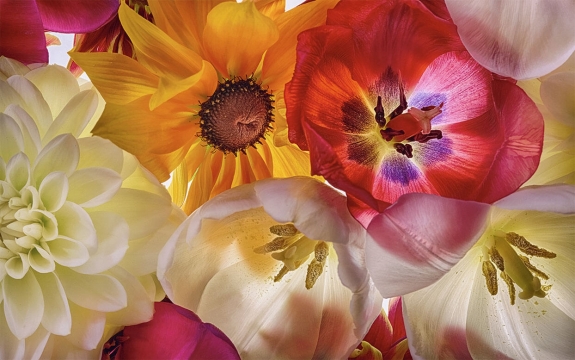 Фотообои FTXL-06-00011 Цветы тюльпана и георгин