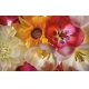 Фотообои FTXL-06-00011 Цветы тюльпана и георгин №1