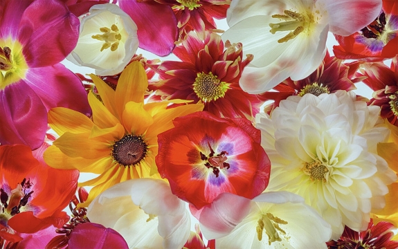 Фотообои FTXL-06-00012 Цветы тюльпанов и георгин