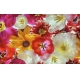 Фотообои FTXL-06-00012 Цветы тюльпанов и георгин №1