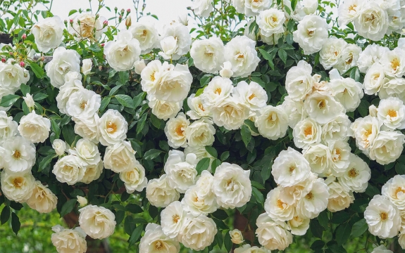 Фотообои FTXL-06-00013 Вьющиеся белые розы