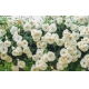 Фотообои FTXL-06-00013 Вьющиеся белые розы №1