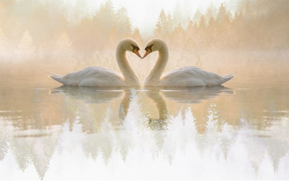 Фотообои MXL-00208 Лебеди на озере в лесу в стиле двойной экспозиции