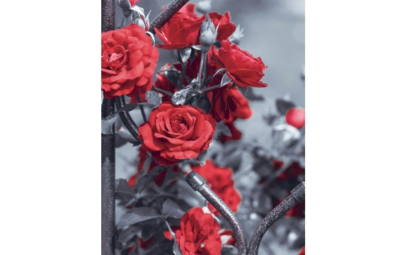 Фотообои MVV-00027 Красные розы в саду, черно-белые