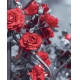 Фотообои MVV-00027 Красные розы в саду, черно-белые №1