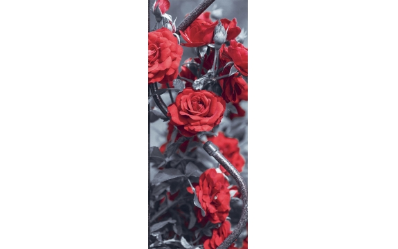Фотообои MV-00001 Красивые красные розы на черно-белом фоне