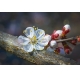 Фотообои ML-00016 Цветок сакуры №1