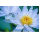 Фотообои ML-00017 Белые лотосы, большие цветы №1