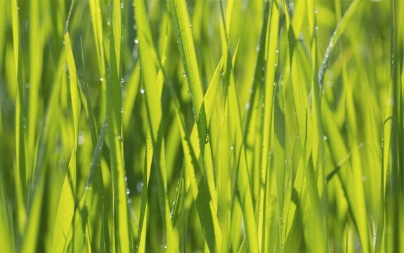 Фотообои MXL-00015 Летняя трава в каплях росы