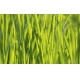 Фотообои MXL-00015 Летняя трава в каплях росы №1