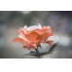 Фотообои ML-00023 Нежная роза №1
