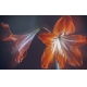 Фотообои MXL-00018 Большие цветы лилии №1