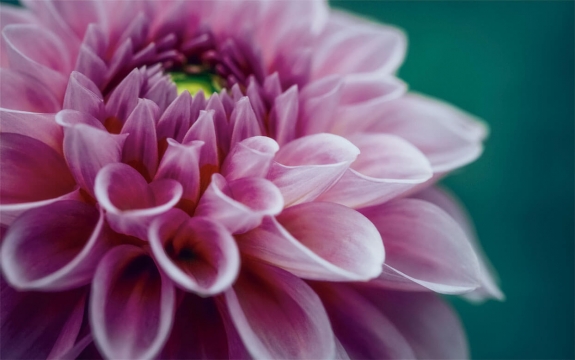 Фотообои MXL-00020 Объемный цветок георгины