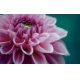 Фотообои MXL-00020 Объемный цветок георгины №1