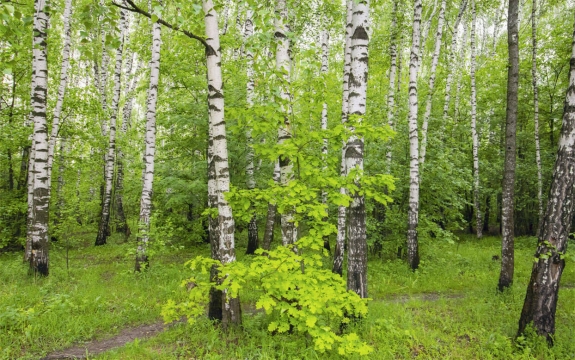 Фотообои MXL-00021 Березовая роща, русский лес