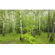 Фотообои MXL-00021 Березовая роща, русский лес №1