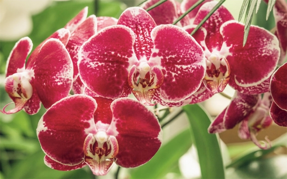 Фотообои MXL-00026 Орхидеи в пастельных оттенках