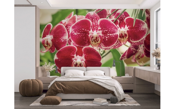 Фотообои MXL-00026 Орхидеи в пастельных оттенках №1