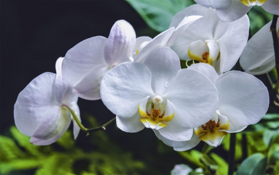 Фотообои MXL-00027 Белые орхидеи на темном фоне