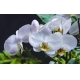 Фотообои MXL-00027 Белые орхидеи на темном фоне №1