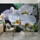 Фотообои MXL-00027 Белые орхидеи на темном фоне №2