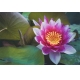 Фотообои ML-00027 Цветок лотоса в листве №1
