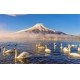 Фотообои FTXL-01-00069 Озеро с лебедями, на фоне горы в тумане №1