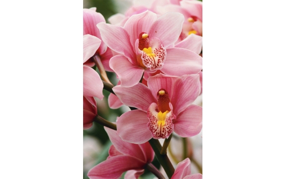 Фотообои FTP-06-00071 Розовые орхидеи