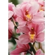 Фотообои FTP-06-00071 Розовые орхидеи №1