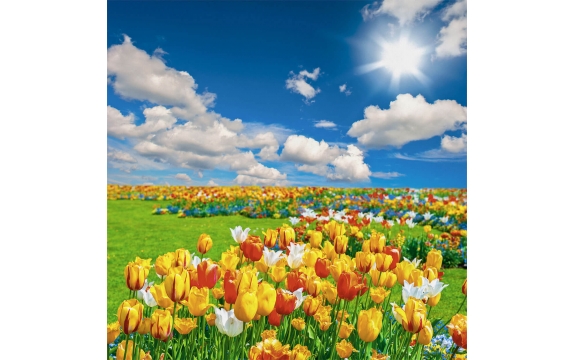 Фотообои FTK-01-00030 Тюльпаны в солнечном поле, красивая природа