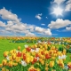 Фотообои FTK-01-00030 Тюльпаны в солнечном поле, красивая природа №1
