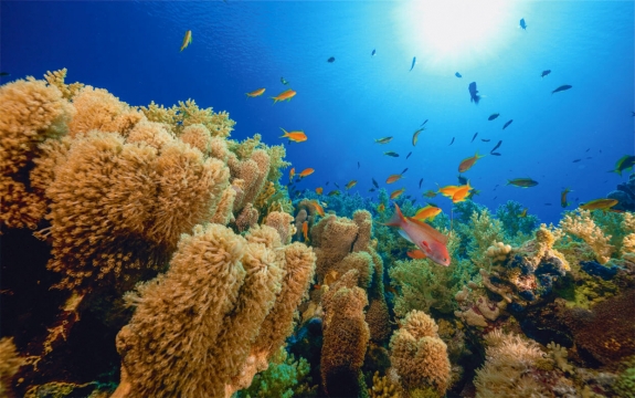 Фотообои FTXL-01-00073 Подводный мир океана, рыбки у кораллового рифа