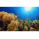 Фотообои FTXL-01-00073 Подводный мир океана, рыбки у кораллового рифа №1