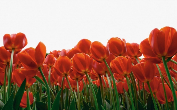 Фотообои FTXL-06-00019 Красные тюльпаны на светлом фоне