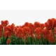 Фотообои FTXL-06-00019 Красные тюльпаны на светлом фоне №1
