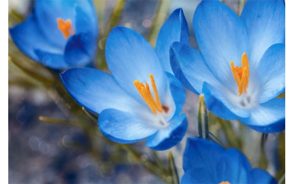 Фотообои ML-00028 Голубые крокусы, весенние цветы