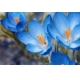 Фотообои ML-00028 Голубые крокусы, весенние цветы №1