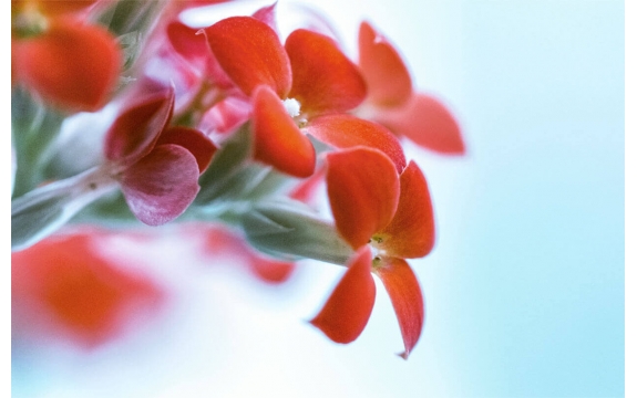 Фотообои MS-00014 Красные цветы