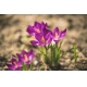 Фотообои MS-00017 Крокусы, цветы подснежники №1