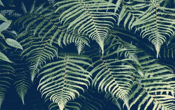 Фотообои FTXL-01-00074 Листья папоротника в джунглях