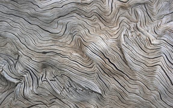 Фотообои 3D FTXL-09-00121 Спил дерева, древесная кора