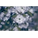 Фотообои MS-00019 Красивые цветы сакуры №1