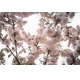 Фотообои ML-00032 Сакура, цветы на ветках №1