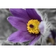 Фотообои ML-00034 Фиолетовый цветок №1