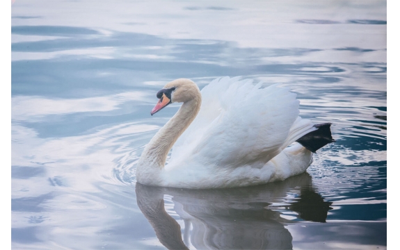 Фотообои ML-00037 Белый лебедь на пруду