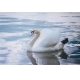 Фотообои ML-00037 Белый лебедь на пруду №1