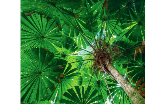 Фотообои FTX-01-00011 Зеленая крона тропического дерева