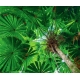 Фотообои FTX-01-00011 Зеленая крона тропического дерева №1