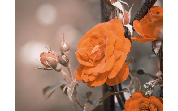Фотообои MP-4-00080 Крупная оранжевая роза