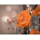 Фотообои MP-4-00080 Крупная оранжевая роза №1